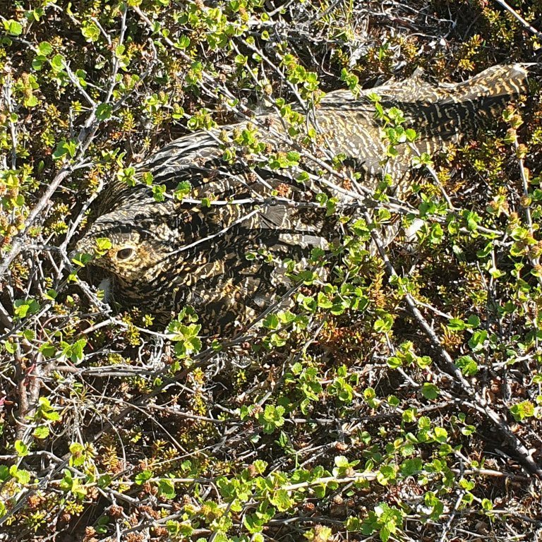 Gengum fram á rjúpu á hreiðri