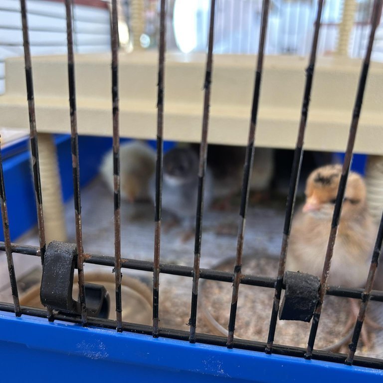 487292502_1010561260444211_6735787859142710208_n