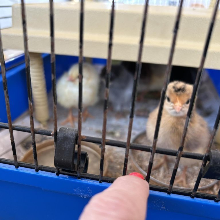 488494339_1722358795014430_5601732818691483529_n